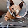dog, cone, pet, animal, veterinary, blanket, medical, tube, resting, injured, clinic, cute, small_dog, canine, patient, indoor, hospital, healing, fur, ears