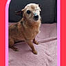 dog, one_eyed_dog, pet, brown_dog, small_dog, blanket, pink_blanket, couch, gray_couch, indoor, cute, animal, canine, fur, sitting, looking_up, framed_photo, heart_sticker, colorful_border, cozy