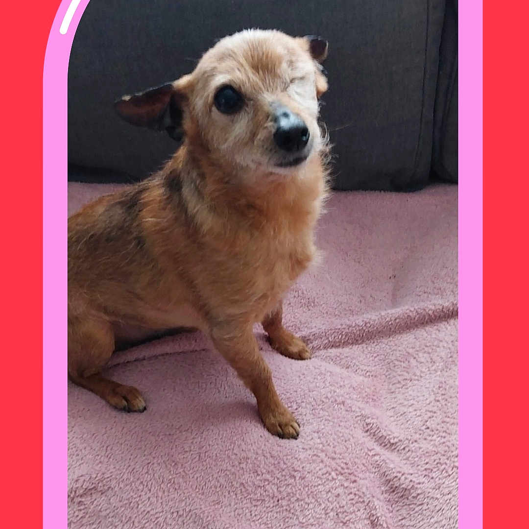 Pipo participe au concours pour gagner de l'argent avec cette photo : dog, one_eyed_dog, pet, brown_dog, small_dog, blanket, pink_blanket, couch, gray_couch, indoor, cute, animal, canine, fur, sitting, looking_up, framed_photo, heart_sticker, colorful_border, cozy