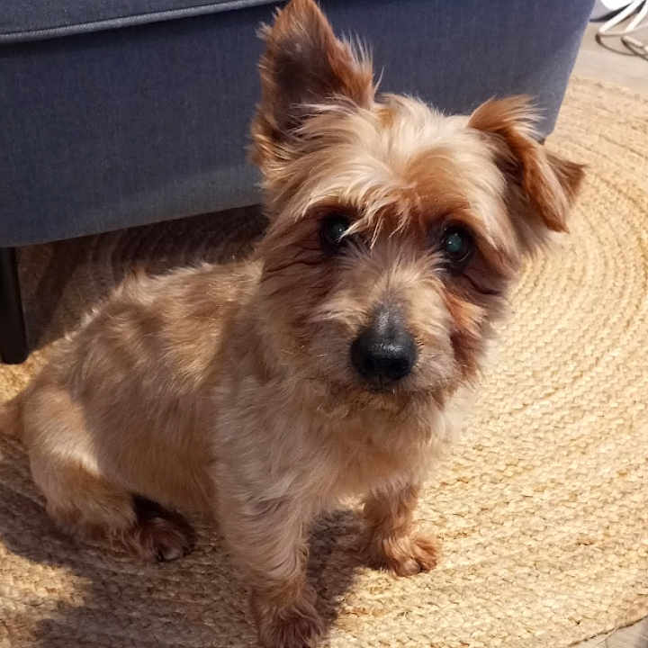 Roméo a rejoint le concours — aidez-le/la à gagner de superbes lots ! animal, blue_couch, canine, companion, couch, curious, cute, dog, domestic, ears, floor, fur, home, indoor, light, pet, rug, sitting, small_dog, woven_rug