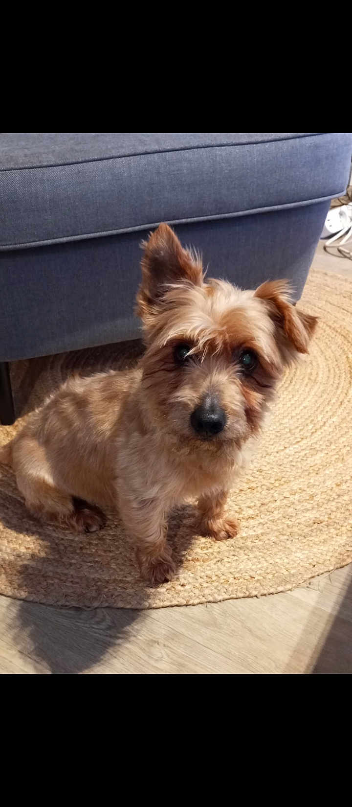 Roméo a rejoint le concours — aidez-le/la à gagner de superbes lots ! dog, small_dog, indoor, rug, woven_rug, couch, blue_couch, fur, pet, animal, cute, curious, sitting, floor, home, domestic, ears, canine, companion, light