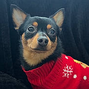 Bear joined the competition — help win amazing prizes! dog, small_dog, black_and_tan, red_sweater, holiday_sweater, christmas, festive, pet, cute, alert_ears, close_up, portrait, indoor, plush_blanket, cozy, animal, fur, companion, pet_clothing, winter_wear