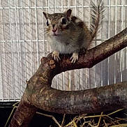 Cureuil participe au concours pour gagner de l'argent avec cette photo :