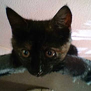 Dixie a rejoint le concours — aidez-le/la à gagner de superbes lots !