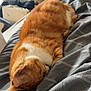 Caramel participe au concours pour gagner de l'argent avec cette photo : cat, orange_cat, sleeping, bed, blanket, striped, indoor, cozy, fur, pet, resting, animal, domestic_cat, window_light, feline, cute, relaxed, home, soft, comfort