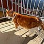 Caramel participe au concours pour gagner de l'argent avec cette photo : cat, orange_cat, white_cat, balcony, outdoor, sunlight, shadow, railing, concrete_floor, building, rooftops, blue_sky, mountains, daytime, pet, animal, walking, fur, whiskers, ears