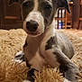 Calliope joined the competition — help win amazing prizes! dog, puppy, indoor, fluffy_rug, wooden_furniture, curious, ears_up, close_up, grey_and_white, pet, young_dog, floor, cozy, home, carpet, animal, mammal, cute, lying_down, house
