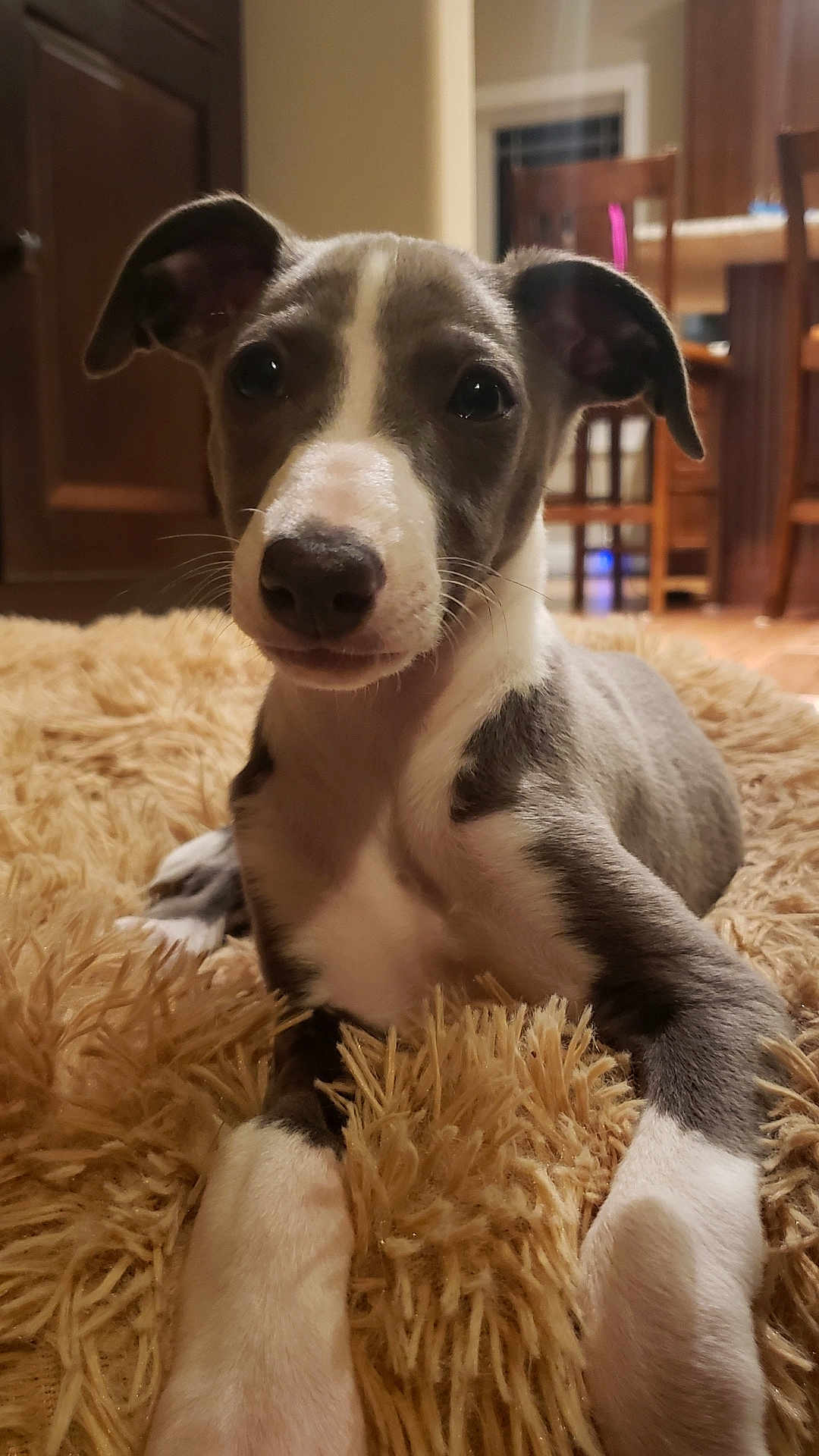 Calliope joined the competition — help win amazing prizes! dog, puppy, indoor, fluffy_rug, wooden_furniture, curious, ears_up, close_up, grey_and_white, pet, young_dog, floor, cozy, home, carpet, animal, mammal, cute, lying_down, house