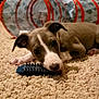 Calliope is registered to the contest to win money with this photo: puppy, dog, carpet, toy, indoor, chewing, brown, white, cute, pet, animal, play, tunnel, holiday, christmas, decor, cozy, floor, closeup, relaxing