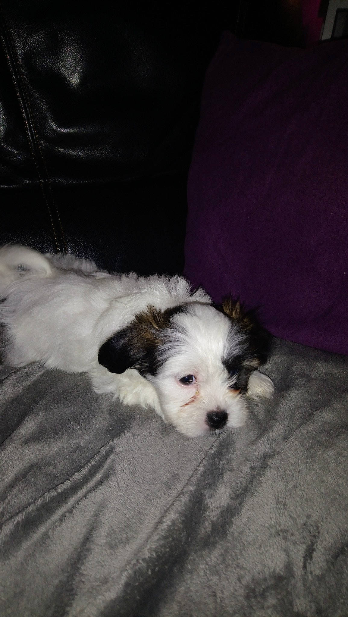 Rosy participe au concours pour gagner de l'argent avec cette photo : biewer_terrier, bolonka, carnivoran, cavachon, companion_dog, dog, dog_breed, dog_breed_group, dog_like_mammal, havanese, lhasa_apso, maltese, morkie, person, puppy, schnoodle, shih_tzu, snout, toy_dog, vertebrate