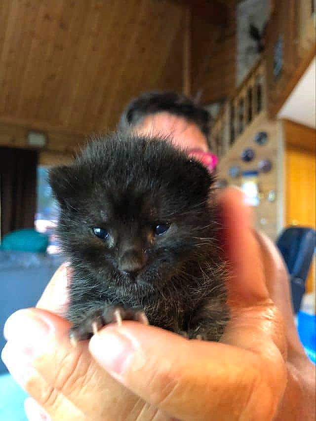 Toby is registered to the contest to win money with this photo: canidae, carnivore, companion_dog, dog, dog_breed, fawn, german_spitz, german_spitz_klein, german_spitz_mittel, mammal, non_sporting_group, pomeranian, puppy, spitz, toy_dog, vertebrate, yorkipoo