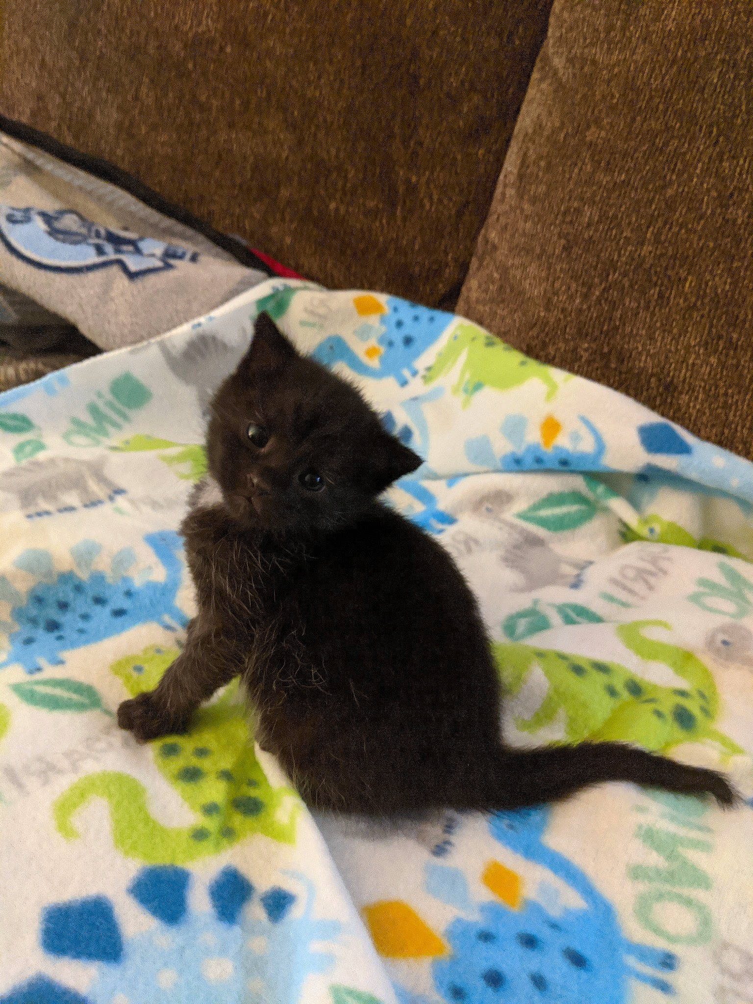 Toby joined the competition — help win amazing prizes! bed_sheet, black_cat, british_shorthair, carnivore, cat, chartreux, domestic_short_haired_cat, felidae, fur, kitten, korat, linens, nebelung, russian_blue, small_to_medium_sized_cats, tail, textile, whiskers