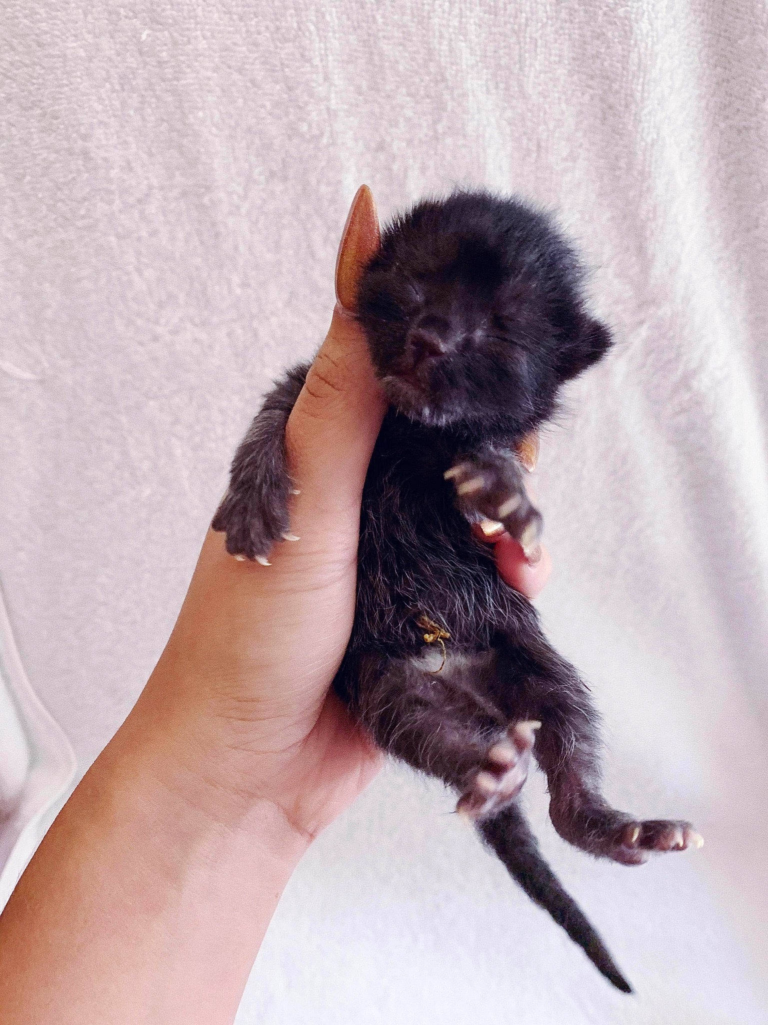 Toby joined the competition — help win amazing prizes! affenpinscher, black_cat, canidae, carnivore, cat, claw, dog_breed, felidae, hand, kitten, maine_coon, mammal, norwegian_forest_cat, puppy, schnoodle, skin, small_to_medium_sized_cats, yorkipoo