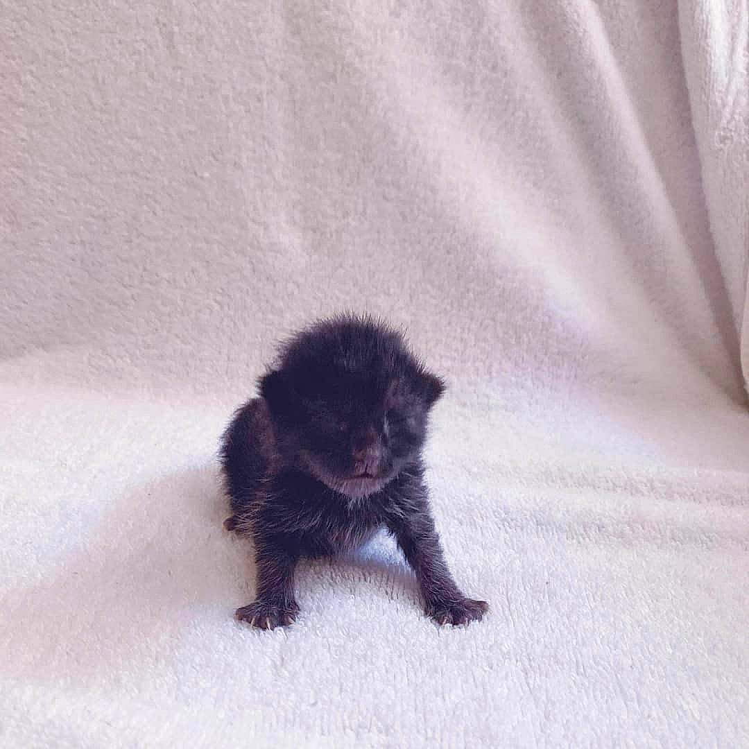 Toby is registered to the contest to win money with this photo: canidae, carnivore, cat, dog, dog_breed, mammal, non_sporting_group, pomeranian, puppy, tail, vertebrate