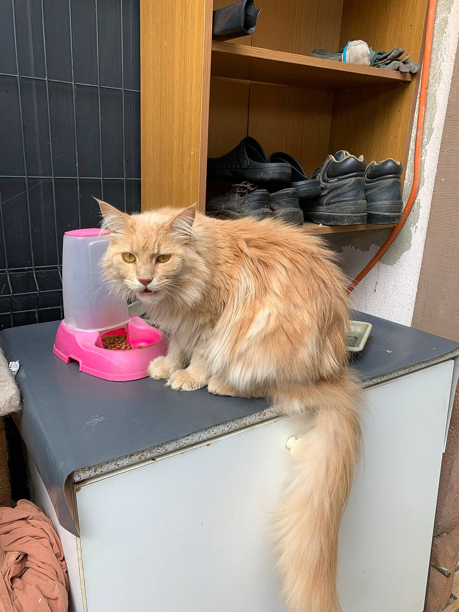 Nougat participe au concours pour gagner de l'argent avec cette photo : box, cabinetry, cardboard, carnivore, cat, fawn, felidae, flooring, fur, hardwood, persian, room, shelf, shelving, shipping_box, small_to_medium_sized_cats, tail, whiskers, window, wood