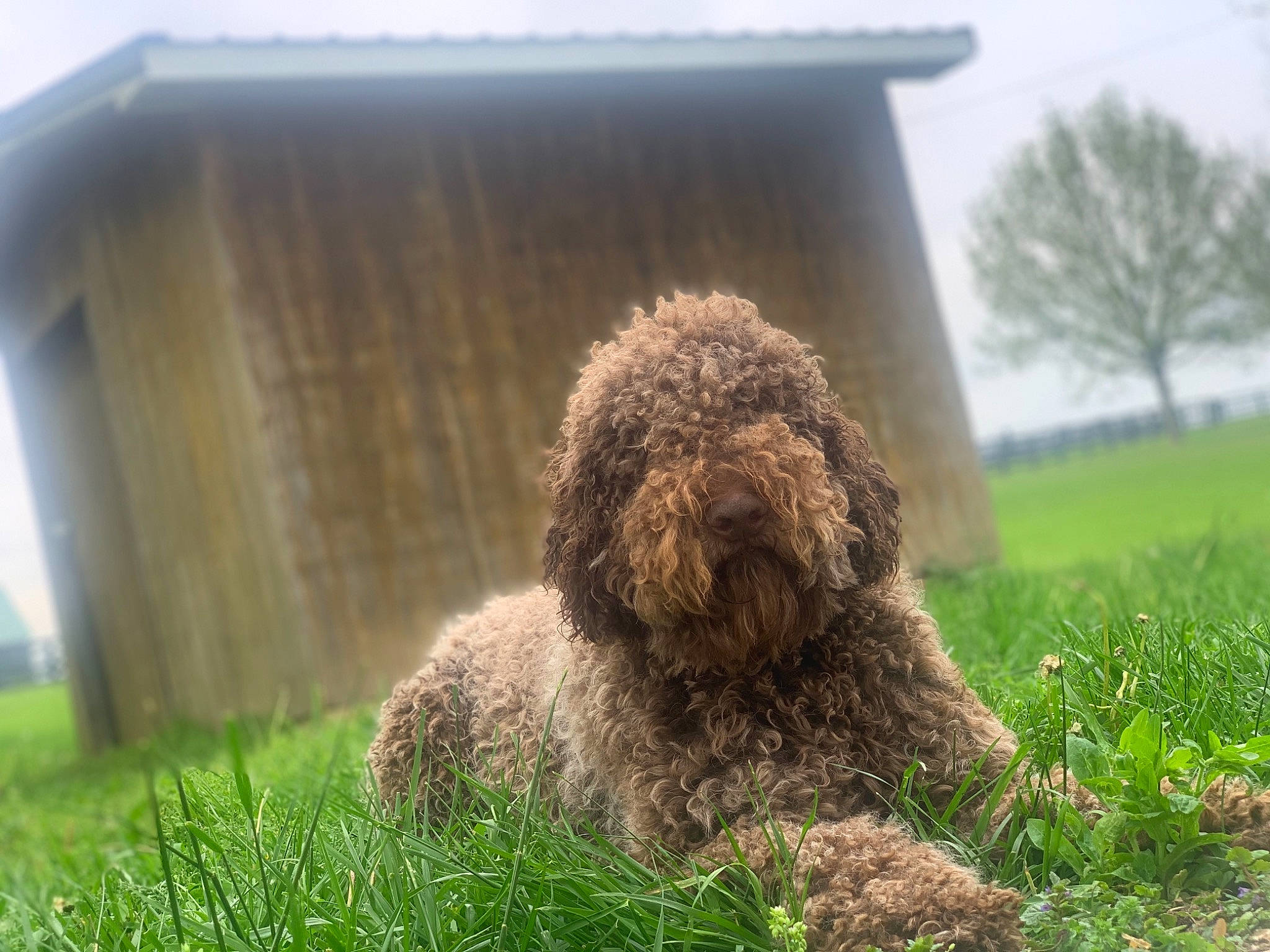 Chino joined the competition — help win amazing prizes! canidae, carnivore, companion_dog, dog, dog_breed, fawn, grass, labradoodle, liver, plant, poodle, shrub, sky, snout, soil, sporting_group, terrier, toy_dog, tree, water_dog