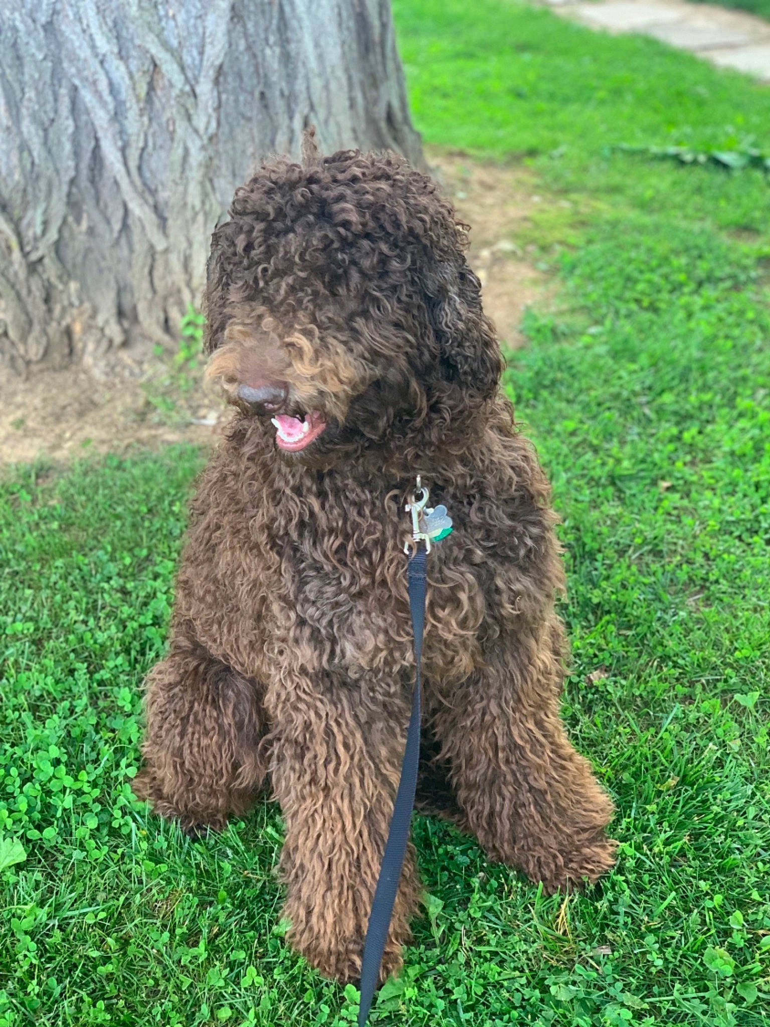 Chino joined the competition — help win amazing prizes! canidae, carnivore, collar, companion_dog, dog, dog_breed, fur, grass, groundcover, komondor, liver, natural_material, poodle, puli, soil, sporting_group, terrestrial_animal, terrier, water_dog, working_animal