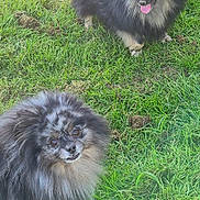 Sherkane participe au concours pour gagner de l'argent avec cette photo : black_fur, brown_eyes, closeup, companion, dog, fluffy, fur, grass, grassy_field, grey_fur, happy, looking_up, outdoor, pet, playful, pomeranian, small_dog, standing, tongue_out, two_dogs