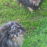 black_fur, brown_eyes, closeup, companion, dog, fluffy, fur, grass, grassy_field, grey_fur, happy, looking_up, outdoor, pet, playful, pomeranian, small_dog, standing, tongue_out, two_dogs