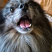 Sherkane a rejoint le concours — aidez-le/la à gagner de superbes lots ! dog, pomeranian, small_dog, furry, close_up, mouth_open, tongue, teeth, nose, whiskers, eye, pet, indoor, couch, fur_texture, happy, excited, portrait, companion, muzzle