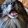 dog, pomeranian, small_dog, furry, close_up, mouth_open, tongue, teeth, nose, whiskers, eye, pet, indoor, couch, fur_texture, happy, excited, portrait, companion, muzzle