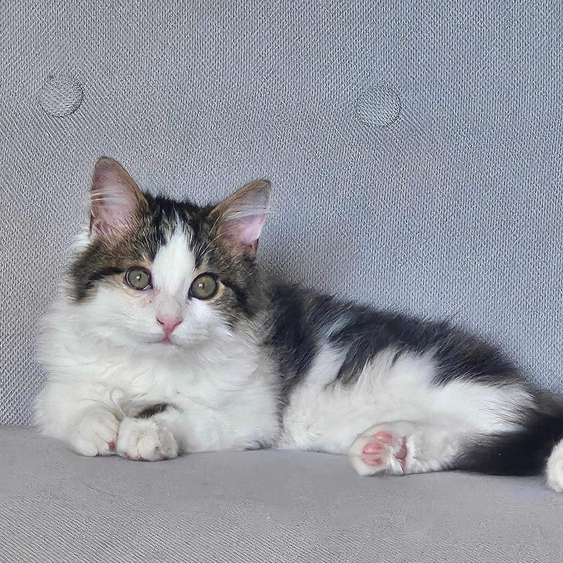 Biscuit a rejoint le concours — aidez-le/la à gagner de superbes lots ! cat, kitten, fluffy, white, gray, tabby, pet, animal, cute, relaxed, indoor, couch, furniture, paw, ears, whiskers, face, fur, lying_down, looking
