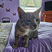 Lucky is registered to the contest to win money with this photo: animal, bed, blanket, butterfly_decor, cat, close_up, cozy, curious, curtains, domestic, dresser, feline, indoor, pet, purple_wall, quilt, soft_light, tabby_cat, window, wooden_furniture