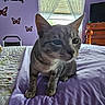 animal, bed, blanket, butterfly_decor, cat, close_up, cozy, curious, curtains, domestic, dresser, feline, indoor, pet, purple_wall, quilt, soft_light, tabby_cat, window, wooden_furniture