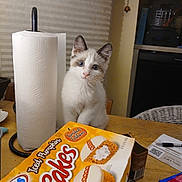 Lalee is registered to the contest to win money with this photo: kitten, cat, animal, pet, blue_eyes, white_fur, fluffy, sitting, portrait, indoors, kitchen, table, paper_towel, snack, cake_box, packaged_food, appliance, household, cute, curious
