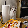 kitten, cat, animal, pet, blue_eyes, white_fur, fluffy, sitting, portrait, indoors, kitchen, table, paper_towel, snack, cake_box, packaged_food, appliance, household, cute, curious