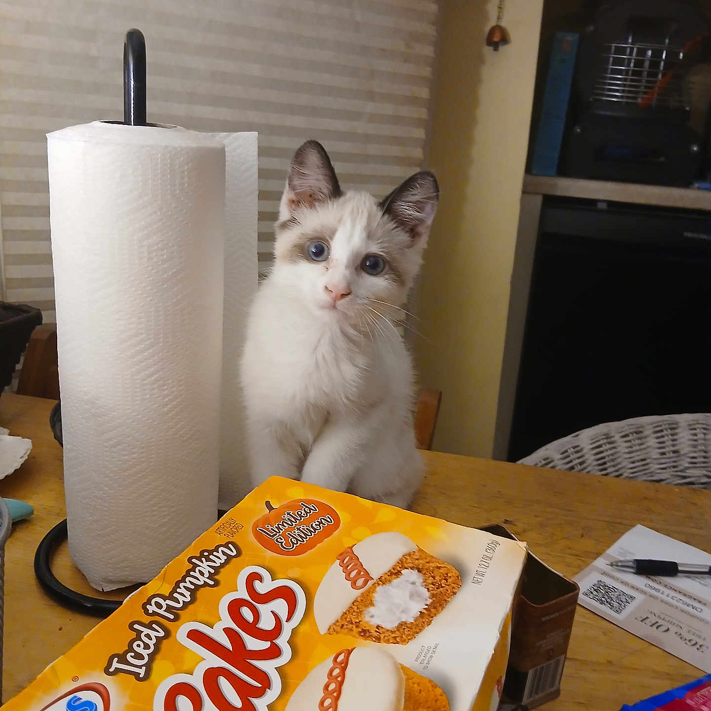 Lalee is registered to the contest to win money with this photo: kitten, cat, animal, pet, blue_eyes, white_fur, fluffy, sitting, portrait, indoors, kitchen, table, paper_towel, snack, cake_box, packaged_food, appliance, household, cute, curious