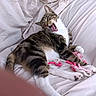 cat, tabby, white_cat, yawning, sleepy, lying_down, bed, bedding, white_sheets, pink_toy, plush_toy, indoor, pet, relaxed, funny, closeup, animal, whiskers, paws, casual_photo