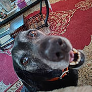 Gizmo is registered to the contest to win money with this photo: dog, close_up, indoor, carpet, furniture, table, decor, pet, smiling, teeth, collar, living_room, cozy, black_dog, brown_eyes, playful, blurred, home, animal, canine