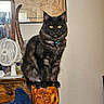 animal, black_cat, cat, decor, domestic_cat, dresser, fan, feline, furniture, furry, home, indoor, looking, mirror, pet, portrait, sitting, vintage_map, wooden_post, yellow_eyes