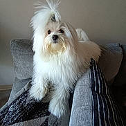 Teddy joined the competition — help win amazing prizes! dog, small_dog, white_dog, fluffy, long_hair, shih_tzu, pet, animal, portrait, sitting, chair, armchair, couch, blanket, cushion, indoors, home, gray, cute, photography