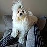 dog, small_dog, white_dog, fluffy, long_hair, shih_tzu, pet, animal, portrait, sitting, chair, armchair, couch, blanket, cushion, indoors, home, gray, cute, photography