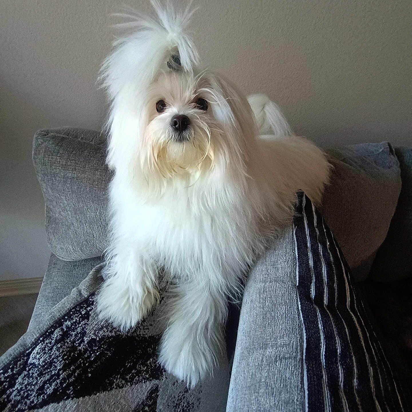 Teddy