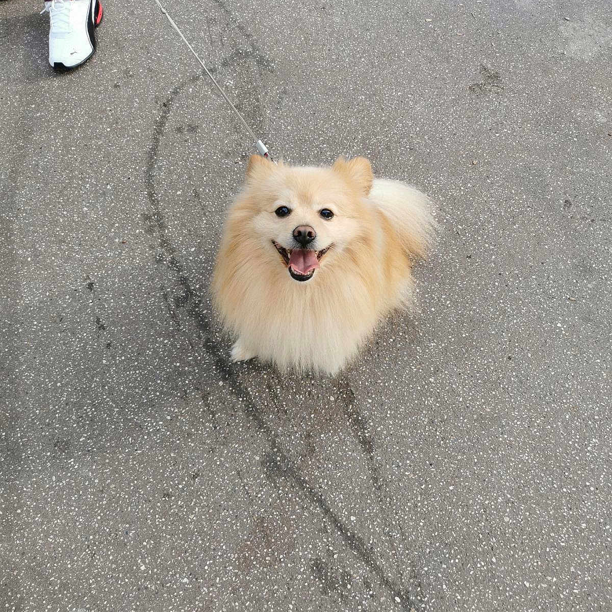 Sanji a rejoint le concours — aidez-le/la à gagner de superbes lots ! accessories, animal, canine, city, clothing, dog, eskimodog, footwear, leash, pants, person, pet, puppy, road, shoe, sneaker, strap, street, urban, walking