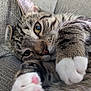 Aki joined the competition — help win amazing prizes! cat, tabby_cat, close_up, paw, white_paw, pink_paw_pad, feline, pet, relaxed, couch, texture, fur, whiskers, sleepy, indoor, cute, animal, mammal, tabby, resting