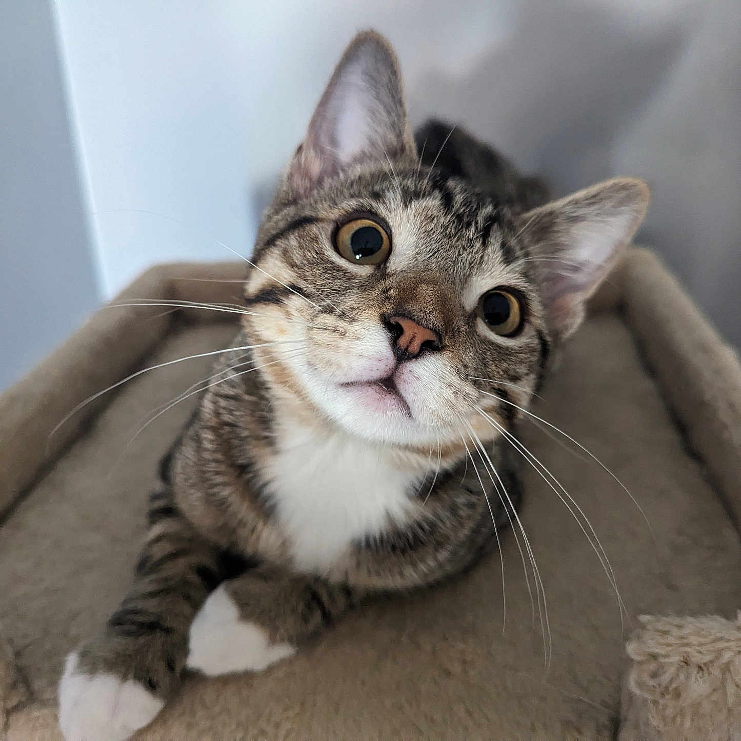 Aki is registered to the contest to win money with this photo: animal, carpeted_cat_tree, cat, close_up, curious, cute, domestic_cat, ears, feline, indoor, looking_up, paws, pet, portrait, resting, soft_texture, tabby, whiskers, white_paws, young_cat