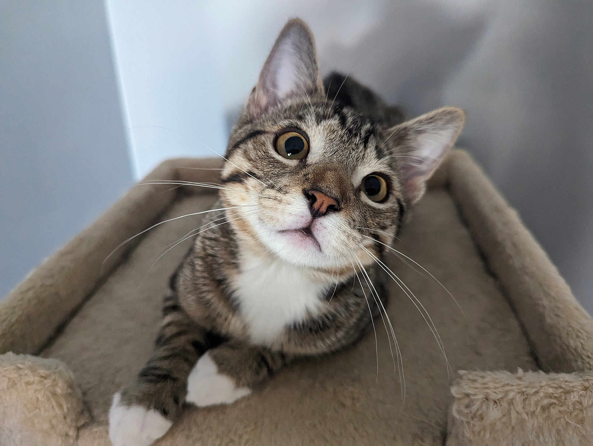 Aki is registered to the contest to win money with this photo: cat, tabby, white_paws, pet, animal, feline, whiskers, ears, curious, indoor, carpeted_cat_tree, looking_up, cute, close_up, portrait, paws, resting, soft_texture, domestic_cat, young_cat