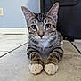 Aki is registered to the contest to win money with this photo: cat, kitten, tabby, indoor, floor, tile, paws, ears, whiskers, curious, pet, animal, cute, feline, lying_down, looking_at_camera, striped, young, domestic, closeup