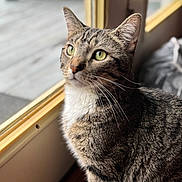Aki joined the competition — help win amazing prizes! cat, tabby, green_eyes, indoor, window, curious, pet, feline, whiskers, fur, animal, domestic, sitting, close_up, soft_light, natural_light, portrait, looking, side_view, cozy