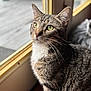 cat, tabby, green_eyes, indoor, window, curious, pet, feline, whiskers, fur, animal, domestic, sitting, close_up, soft_light, natural_light, portrait, looking, side_view, cozy