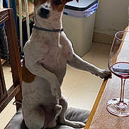 Charly participe au concours pour gagner de l'argent avec cette photo : alcohol, animal, architecture, beverage, canine, diningtable, dog, furniture, glass, goblet, hardwood, hound, indoors, interiordesign, person, pet, plywood, table, tabletop, wood