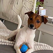 Lukas a rejoint le concours — aidez-le/la à gagner de superbes lots ! dog, jack_russell_terrier, toy, ball, bed, indoor, pet, curious, white, brown, paws, furniture, curtain, houseplant, relaxing, animal, companion, cute, playful, domestic