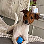 dog, jack_russell_terrier, toy, ball, bed, indoor, pet, curious, white, brown, paws, furniture, curtain, houseplant, relaxing, animal, companion, cute, playful, domestic