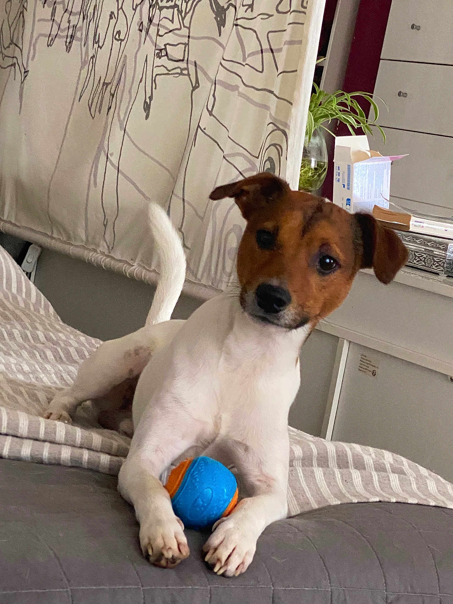 Lukas a rejoint le concours — aidez-le/la à gagner de superbes lots ! dog, jack_russell_terrier, toy, ball, bed, indoor, pet, curious, white, brown, paws, furniture, curtain, houseplant, relaxing, animal, companion, cute, playful, domestic