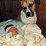 Kingston joined the competition — help win amazing prizes! baby, newborn, sleeping, blanket, winnie_the_pooh, dog, canine, pet, wooden_cabinet, indoor, cozy, soft, resting, protective, curious, floor, clothing, hat, person, animal