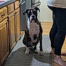 Lincoln is registered to the contest to win money with this photo: dog, boxer_dog, pet, sitting, indoors, kitchen, cabinet, refrigerator, wood_floor, rug, human, barefoot, white_shirt, black_pants, brindle_coat, white_chest, white_paws, floppy_ears, portrait, home